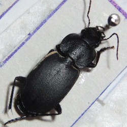 Licinus depressus